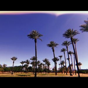 Meet your Posher, Renee